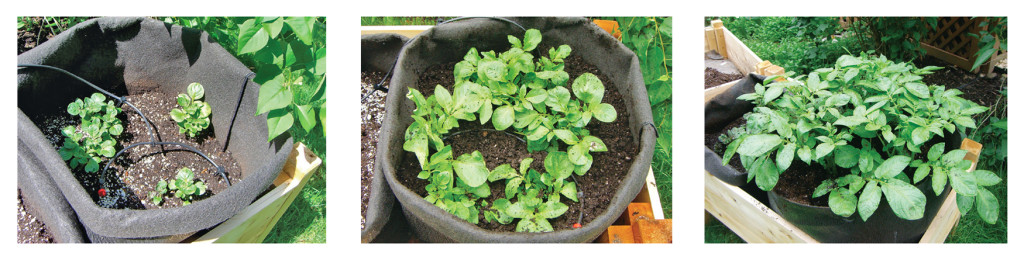 The sequence of baby potato plants: 1) ready for first hilling; 2) second hilling; 3) top of bag. Note drip system in the bag for consistent watering.